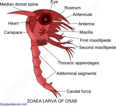 Crustaceae larvae, Nauplius larva, Metanauplius larva, Cypris larva, Protozoaea larva, Zoaea larva, Mysis larva, Megalopa larva, Phyllosoma larva, Alima larva